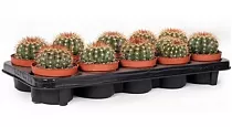 Мелокактус Бродвей - Melocactus Broadway D10 H15