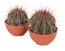 Мелокактус Бродвей - Melocactus Broadway D17 H20