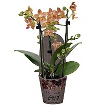 Фаленопсис Мини Арома 3 цветоноса Колибри - Little Kolibri Phalaenopsis Fragrance 3spike Orange D12 H20