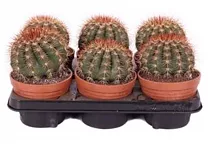 Мелокактус Бродвей - Melocactus Broadway D13 H25