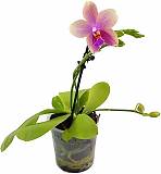Фаленопсис арома Лиодоро 1 цветонос - Liodoro Phalaenopsis D12 H20