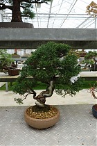 Бонсай Можжевельник - Bonsai Juniperus H40