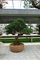 Бонсай Можжевельник - Bonsai Juniperus H31
