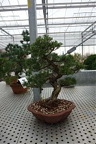 Бонсай Можжевельник - Bonsai Juniperus H43