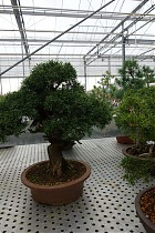 Бонсай Можжевельник - Bonsai Juniperus H42