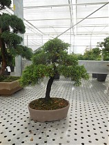Бонсай Можжевельник - Bonsai Juniperus chinensis D17 H32