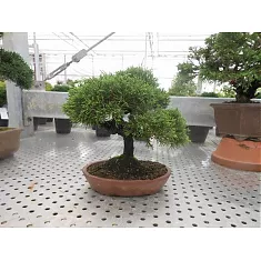 Бонсай Можжевельник - Bonsai Juniperus chinensis D20 H27