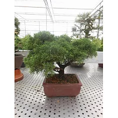 Бонсай Можжевельник - Bonsai Juniperus chinensis D21 H36