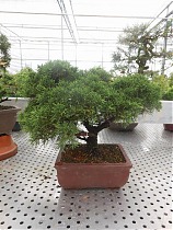 Бонсай Можжевельник - Bonsai Juniperus chinensis D21 H36