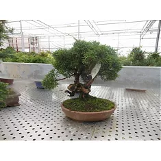 Бонсай Можжевельник - Bonsai Juniperus chinensis D25 H50