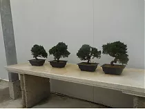 Бонсай Можжевельник - Bonsai Juniperus chinensis D21 H32