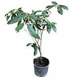 Звёздчатое яблоко - Chrysophyllum cainito D18 H50