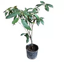 Звёздчатое яблоко - Chrysophyllum cainito D18 H50