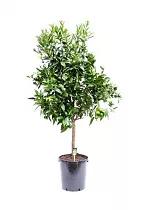 Апельсин - Citrus sinensis D46 H180