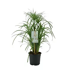 Циперус папирус - Cyperus papyrus D19 H70
