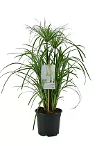 Циперус папирус - Cyperus papyrus D19 H70