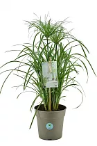 Циперус папирус - Cyperus papyrus D21 H70