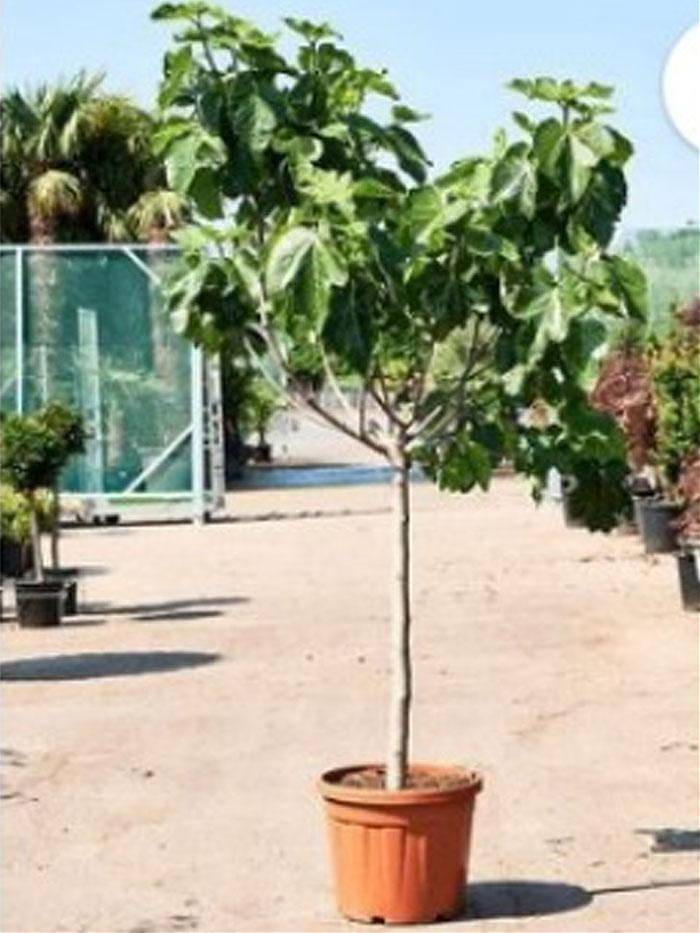 Инжир - Ficus carica D46 H200