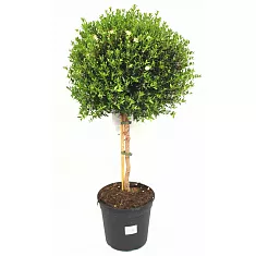 Мирт - Myrtus D15 H55