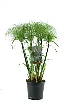 Циперус Папирус Нефертити - Cyperus papyrus Nofretete D19 H70