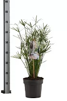Циперус очереднолистный - Cyperus alternifolius D19 H70