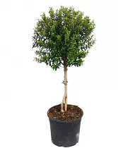 Мирт - Myrtus D24 H100