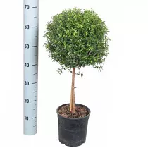 Мирт - Myrtus D17 H70