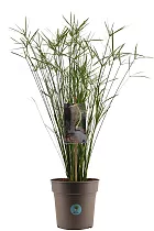 Циперус очереднолистный - Cyperus alternifolius D21 H100