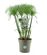 Циперус Папирус Нефертити - Cyperus papyrus Nofretete D21 H70