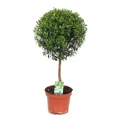 Мирт - Myrtus D15 H45