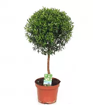 Мирт - Myrtus D15 H45