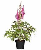 Астильба Г. Арендса  Уник сильвери пинк - Astilbe Younique silvery pink D14 H40