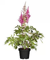 Астильба Г. Арендса  Уник сильвери пинк - Astilbe Younique silvery pink D14 H40