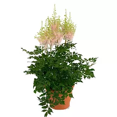 Астильба Г. Арендса китайская Милк энд хоней - Astilbe Milk and honey D14 H40