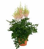 Астильба Г. Арендса китайская Милк энд хоней - Astilbe Milk and honey D14 H40