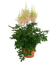 Астильба Г. Арендса китайская Милк энд хоней - Astilbe Milk and honey D14 H40