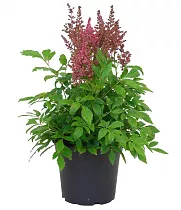 Астильба Г. Арендса Рубенс - Astilbe Rubens D14 H40