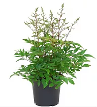 Астильба японская Кёльн - Astilbe Koln  D14 H40