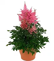 Астильба Арендса Данс и Транс - Astilbe (Arendsii Grp) 'Dance and Trance'  D14 H40