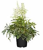 Астильба Г. Арендса  Уник Вайт - Astilbe Younique white D14 H40