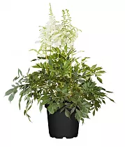 Астильба Г. Арендса  Уник Вайт - Astilbe Younique white D14 H40