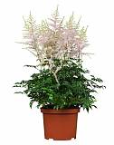 Астильба Г. Арендса Вижн ин Вайт - Astilbe Vision in White D14 H40