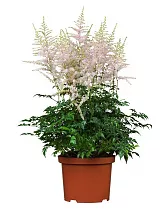 Астильба Г. Арендса Вижн ин Вайт - Astilbe Vision in White D14 H40