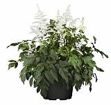 Астильба простолистная Сноу Спрайт -  Astilbe  Snow Sprite D17 H60