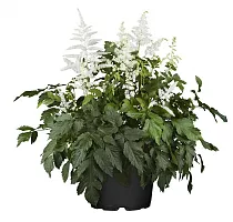 Астильба простолистная Сноу Спрайт -  Astilbe  Snow Sprite D17 H60