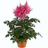 Астильба Г. Арендса Анита Пфайфер - Astilbe Anita Pfeifer D14 H50