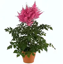 Астильба Г. Арендса Анита Пфайфер - Astilbe Anita Pfeifer D14 H50