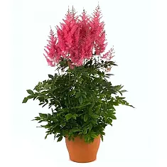 Астильба Арендса Буги Вуги - Astilbe Boogie Woogie D14 H40