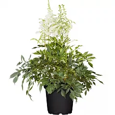 Астильба Г. Арендса Майти Плони - Astilbe Mighty Plonie D14 H40