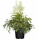 Астильба Г. Арендса Майти Плони - Astilbe Mighty Plonie D14 H40